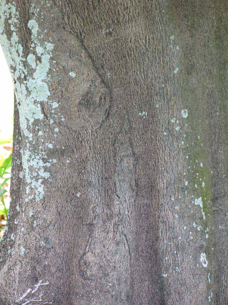            Bark (Winter Haven, FL)      